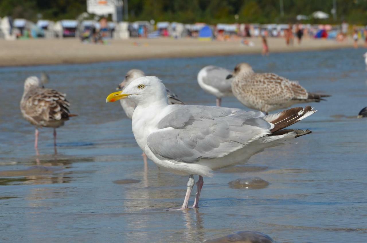 Strandvilla Waldhaus Boltenhagen  Dış mekan fotoğraf